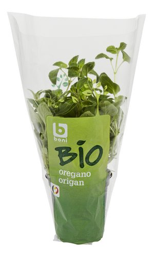 BONI BIO oregano plant 1st